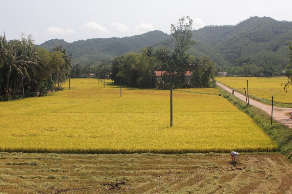04-Rice fields.jpg - Rice fields